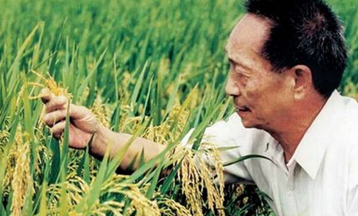 袁隆平改稿